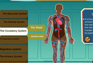 Circulatory system