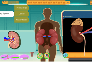 Urinary system