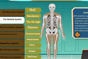 Skeletal System