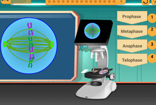 ase-fase mitosis - Siklus sel