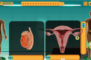 الجهاز التناسلي الذكري والأنثوي