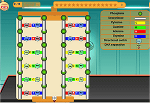 Réplication de l'ADN