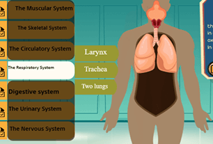 Respiratory system