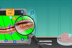 Anatomy of an earthworm