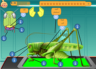 Molluscs, annelids, arthropods, and echinoderms (grasshopper anatomy)